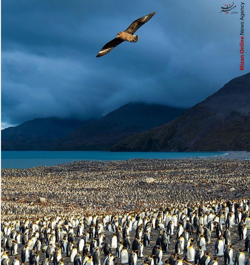 هوش پرنده قطبی در شکار طعمه+تصویر