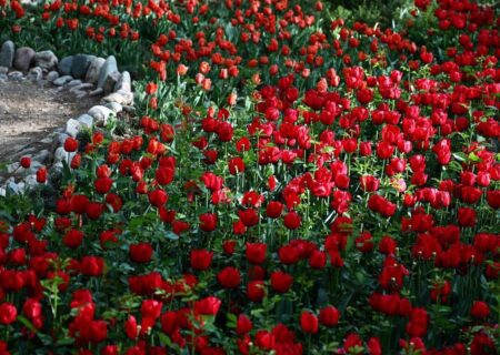 گزارش تصویری گلهای زیبای بهاری در تهران