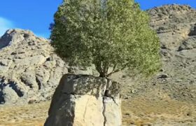 تک درخت روییده در سنگ در ارسنجان+تصاویر