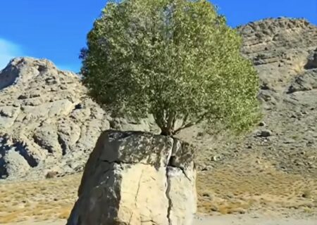 تک درخت روییده در سنگ در ارسنجان+تصاویر