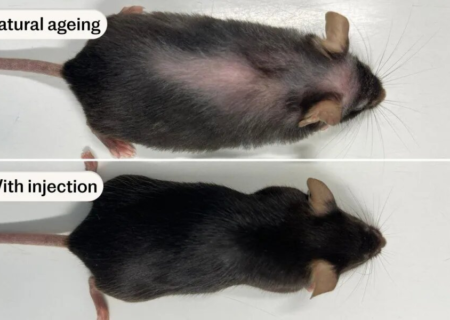 داروی ضد پیری جدید علائم سالمندی در موش‌ها را از بین برد