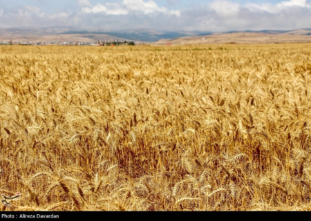 ۴۰ همت پول گندم کاران به زودی پرداخت می‌شود