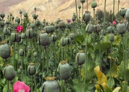 داروهای مشتق از تریاک؛ ضرورت حیاتی برای اتاق‌های عمل و برخی بیماران