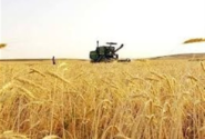 ماجرای عدم پرداخت ۵ درصد از مطالبات گندم کاران چیست؟