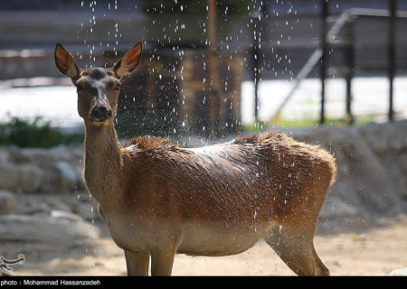 باغ وحش ارم ۱۳ آبان رایگان شد