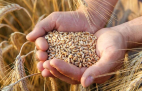 فراخوان جذب طرح‌های فناورانه در حوزه فناوری‌های تولید و فرآوری بذر