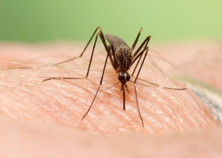 ابداع روش چاپ سه بعدی ظریف با استفاده از بدن پشه‌ها!