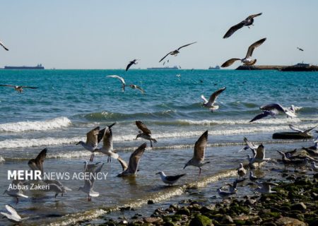 توسعه یک محصول برای حل معضل محیط‌زیستی و اقتصادی در خلیج فارس