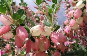 بررسی خاصیت آنتی‌اکسیدانی گیاه انزروت