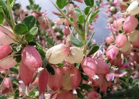 بررسی خاصیت آنتی‌اکسیدانی گیاه انزروت